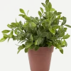 Kruidenplant in pot