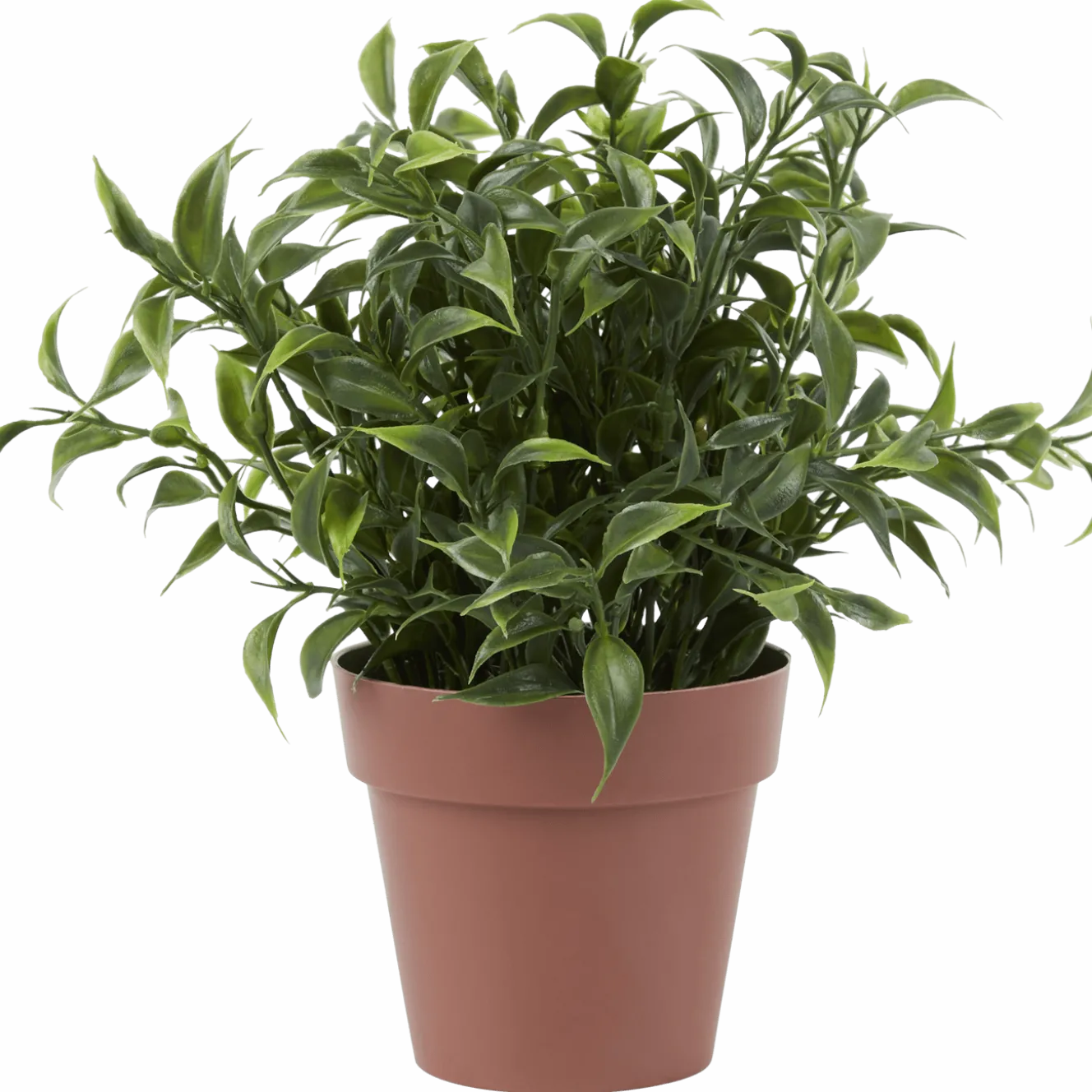 Kruidenplant in pot